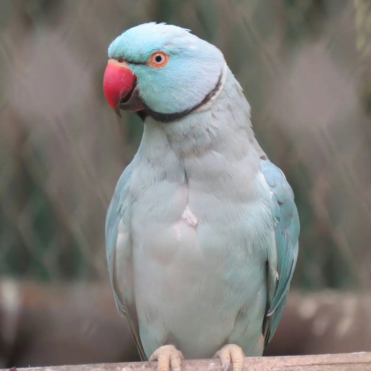 Quaker Parrot Vibes to 'Bacon Pancakes' with Some Seriously Cute Hops