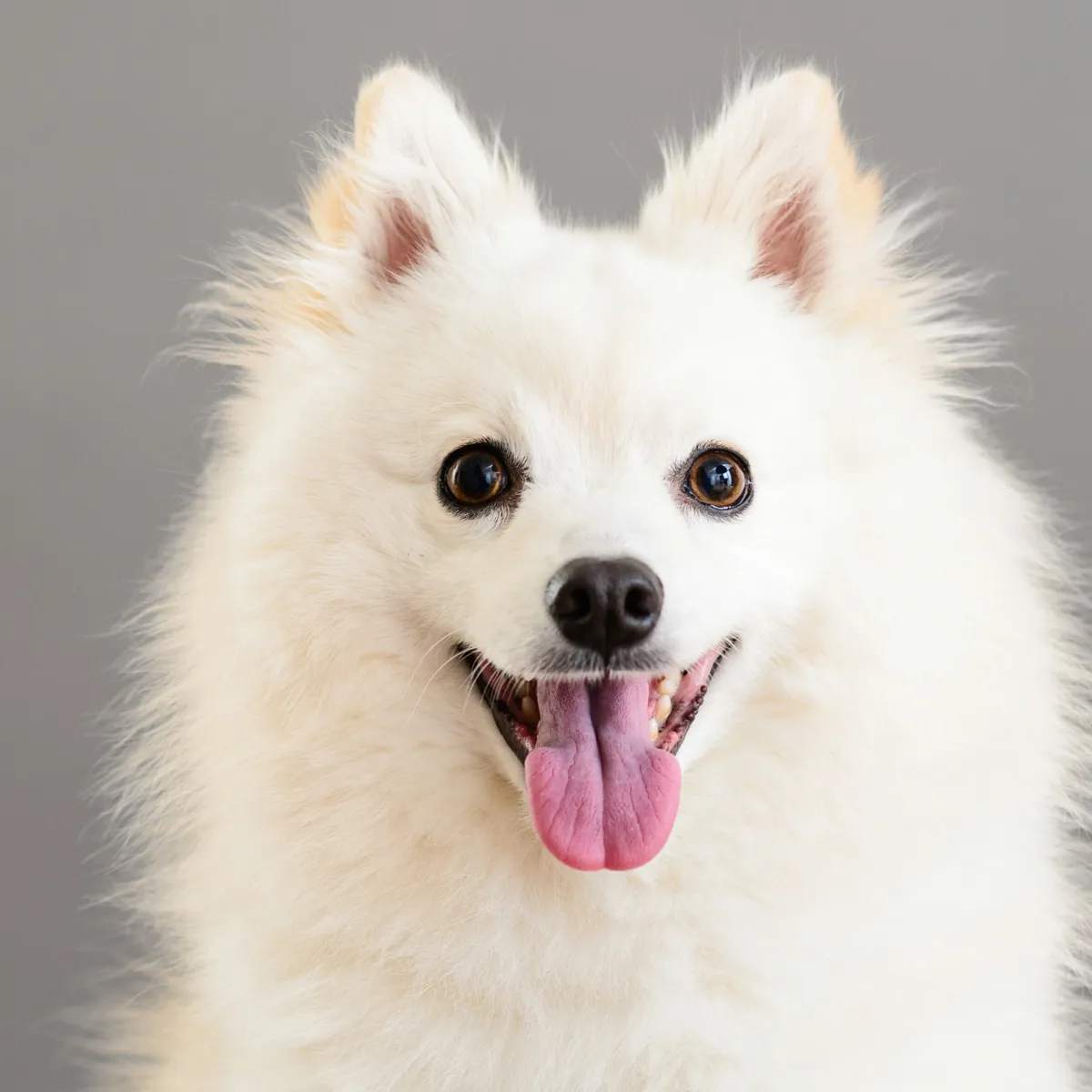 White Dog Names: 40 Ideas from Around the World